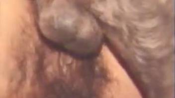 Bare nymphos pounded by a dude and his pooch