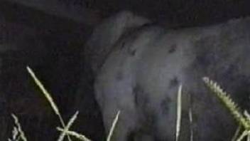 Horse is being filmed in the dark by a zoophile