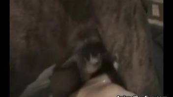 Domestic footage of savage bestiality involving a bitch in heat
