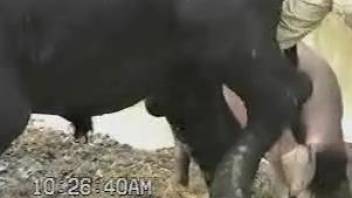 Farmer strokes bull's beautiful cock on camera
