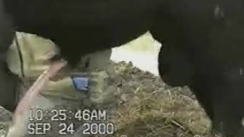 Rancher caresses the bull's stunning penis in front of the camera