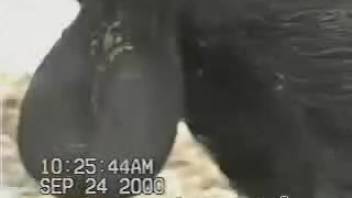 Rigid bull dick brings joy to an excited dude