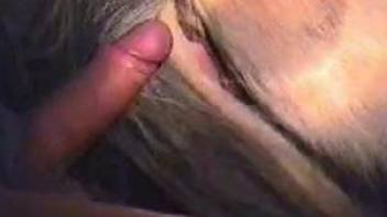 Dude slides his thick dick in a mare's pussy