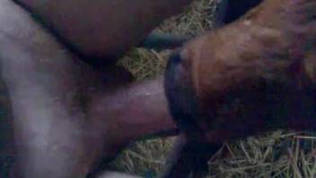 Uncut cock getting deepthroated by a brown cow