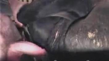 Insane guy rams his dick into a barnyard animal's snatch
