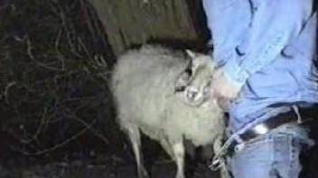 Horny farmer fucking a sheep's warm mouth on camera