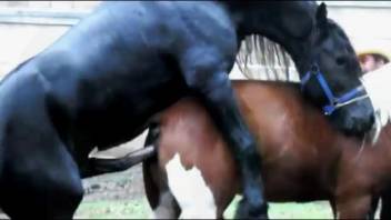 Ebony stallion banging a chestnut mare's cunt in the open air
