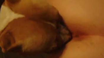 Canine tongues female's vagina as she pleasures herself on webcam
