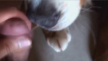 Eager canine lapping at the owner's meaty brown shaft