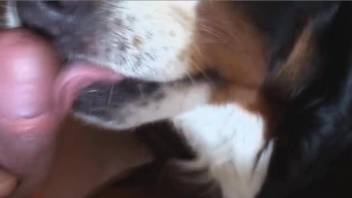 Dog licks sperm off man's dick during his masturbation solo