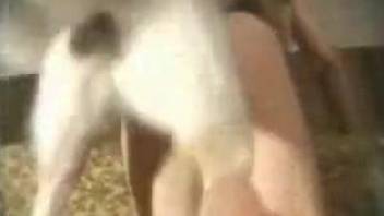 Moaning brunette getting power-fucked by a dog