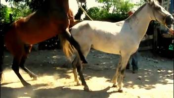 Horses mate as a bestiality enthusiast lounges and gazes at the scene.