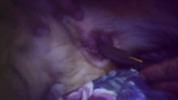 Late-night canine adult content thrills a man and leaves him fulfilled