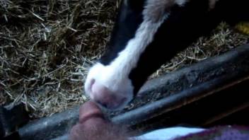 A cow licking this guy's small circumcised penis from his perspective