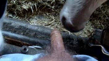 Dude gets a sloppy blowjob from a very sexy cow