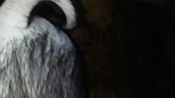 Guy thrusts his massive white cock into his adorable little pet