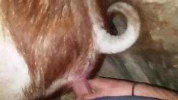 Hairy dude fucks an animal's tight slit from behind