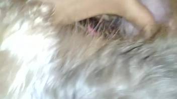 Obedient beta pup humping his dominatrix's thigh