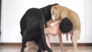 Leashed beauty screwing a pair of canines simultaneously