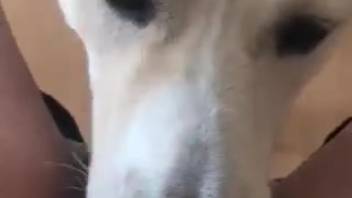 Pale hound enthusiastically devouring cunt in a first-person perspective clip