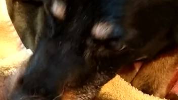 Perverted pup devours a wildly bushy butthole