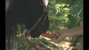 Submissive blonde with a collar receives intense anal penetration from a dark stallion