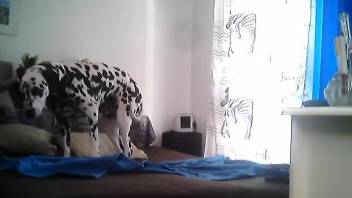 Dalmatian doggo is chilling on the bed in the room