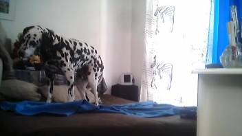 The Dalmatian pooch is lounging on the bed in the bedroom.