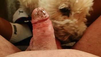 Guy's gorgeous penis gets pleasured by a doggo