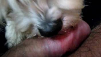 Adorable pup licking the master's perspiring penis on camera