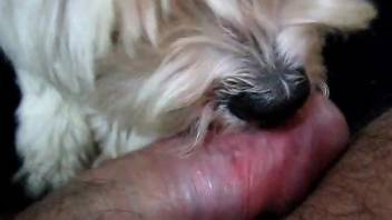 Sexy dog licking all over a human cock real hard