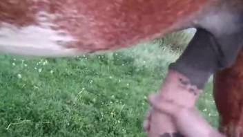 Dude jerking a horse's hard cock while outdoors