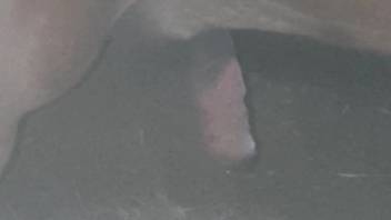 Witness the horse's steamy dick enlarging right before your eyes.