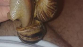 Intact guy relishing bizarre intercourse with lustful snails