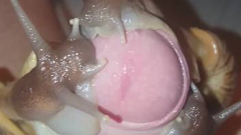 Fantastic sex scene featuring an attractive bestiality dick