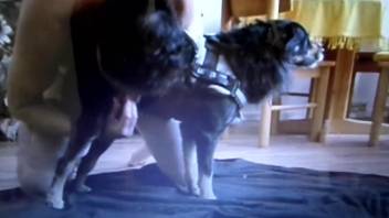 Dirty doggo fooling around with a hot handjob scene