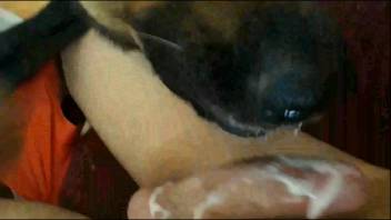 Canine enthusiastically tonguing the master's pulsating cock
