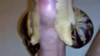 Guy shoots his load while two snails coat his dick in slime