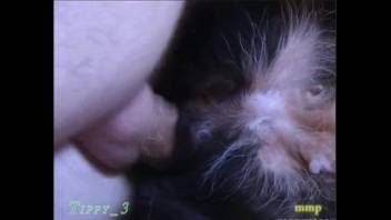 Nasty guy bangs a dog in the reverse cowgirl position right here