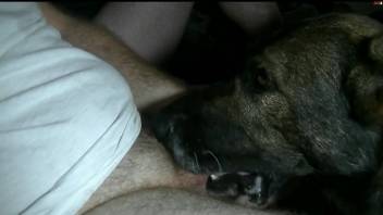 Fat guy with a curved-looking cock gets a nice BJ from a dog