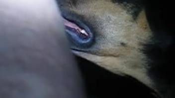Guy overpowers a canine's neck in a complimentary adult flick
