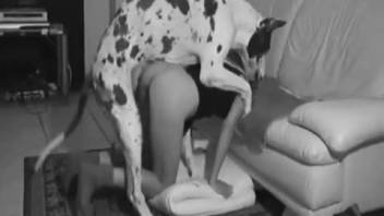 Intense rear-entry pounding encounter with a brunette animal lover