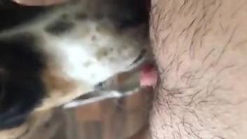 Sexy animal licking a hairy pussy up close here