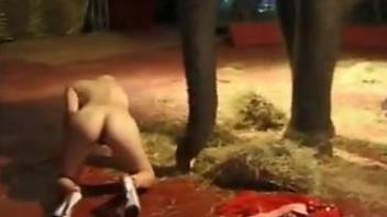 Skinny slut in heels masturbating in front of an elephant