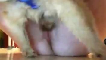 Small dog fucks curvy ass woman in missionary XXX scenes