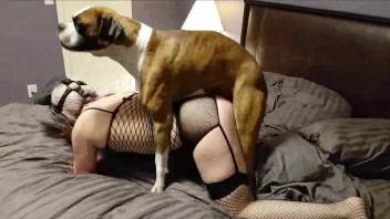 Fishnet bodysuit babe gets fucked by a trained dog