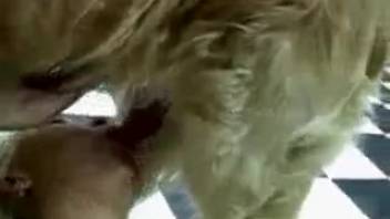 White dog ravaging this blonde slut's mouth on camera
