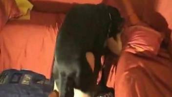 Hardcore fucking scene featuring a brunette and her dog