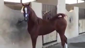 Hot filly displaying her gorgeous vagina right here