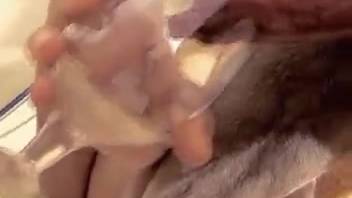 Blondie handles this pooch's pulsing dick